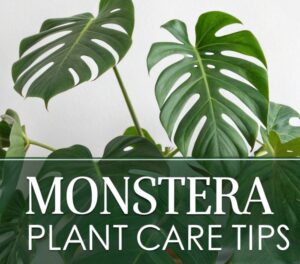 Monstera Plant Care: Light, Water, Soil, and More for Thriving Growth create-an-extreme-close-up-photograph-of-monstera-