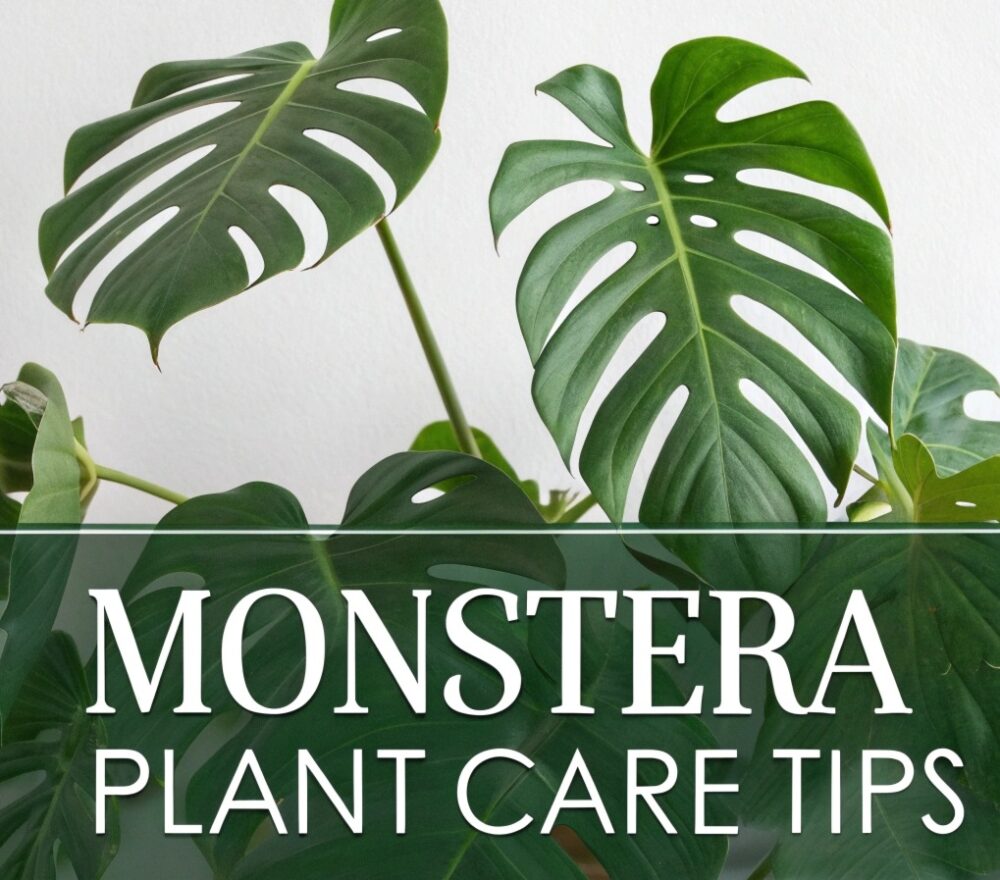 Monstera Plant Care: Light, Water, Soil, and More for Thriving Growth 1 create an extreme close up photograph of monstera