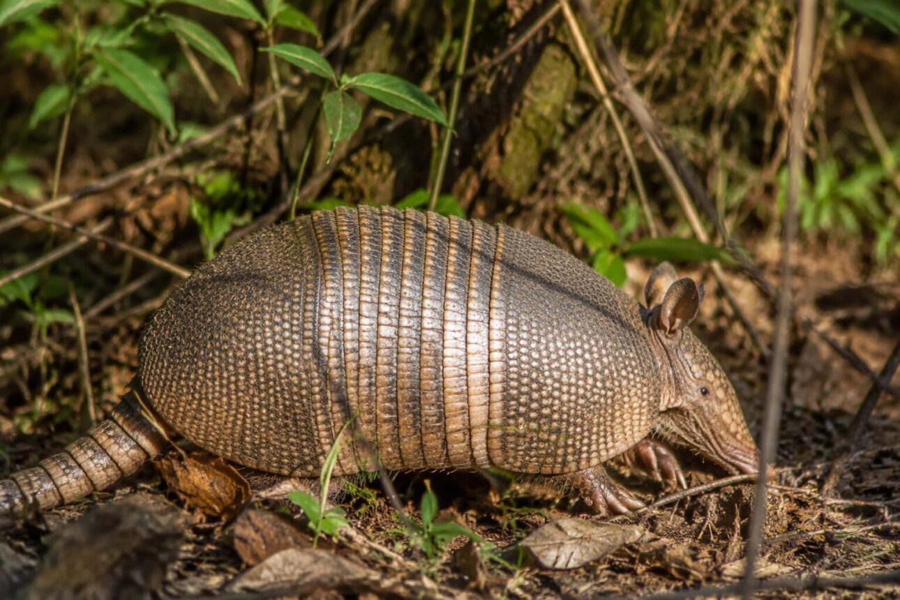 What Disease Do Armadillos Carry? A Complete Guide to Health Risks 3 Armadillo Health Risks: What You Need to Know