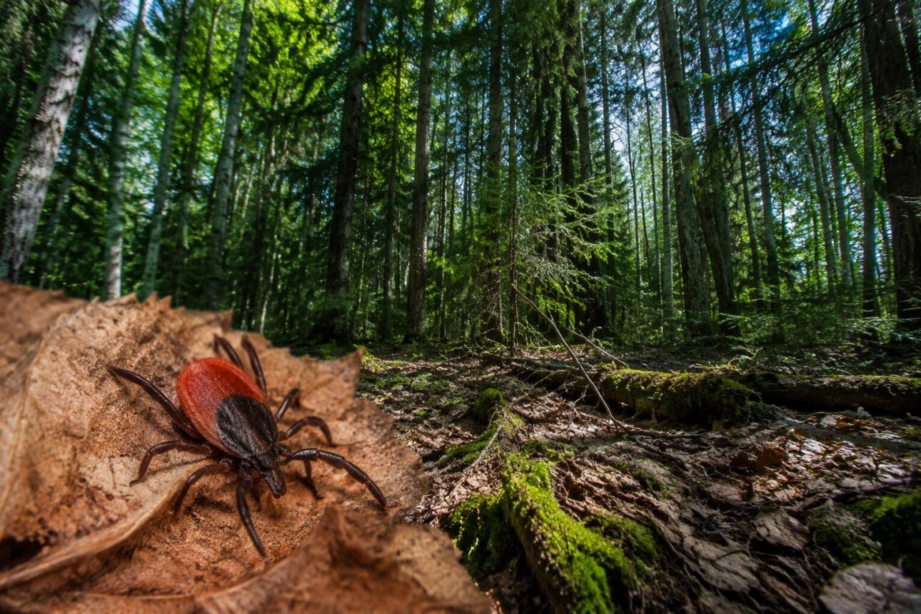 Lyme Disease Origins: What We Know About Its Discovery and Spread 3 Lyme Disease: Origins, Historical Recognition, and Modern Spread