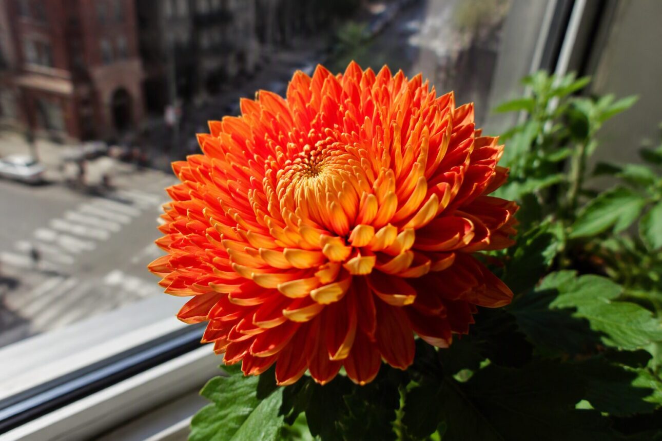 10 Easiest Air Purifying House Plants for Beginners 8 6. Chrysanthemum