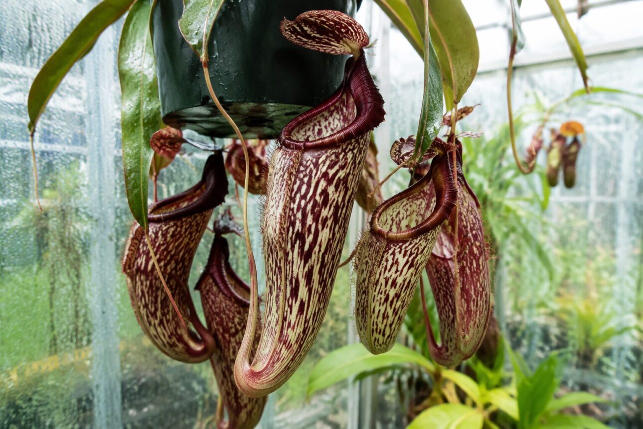 12 Creative Indoor Hanging Plant Ideas for Tiny Spaces 5 4. Nepenthes (Pitcher Plant)